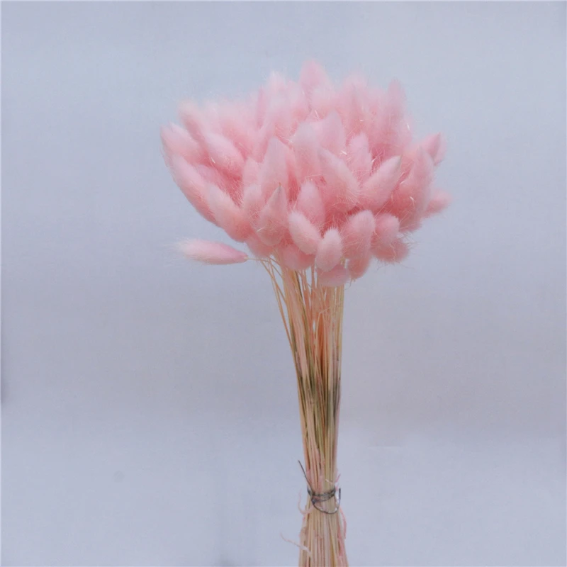 2021 Hot Selling Preserved Natural Rabbit Tail Grass Decorative Multiple Colors Dried Flowers Decoration For Home Hotel Wedding
2021 Hot Selling Preserved Natural Rabbit Tail Grass Decorative Multiple Colors Dried Flowers Decoration For Home Hotel Wedding