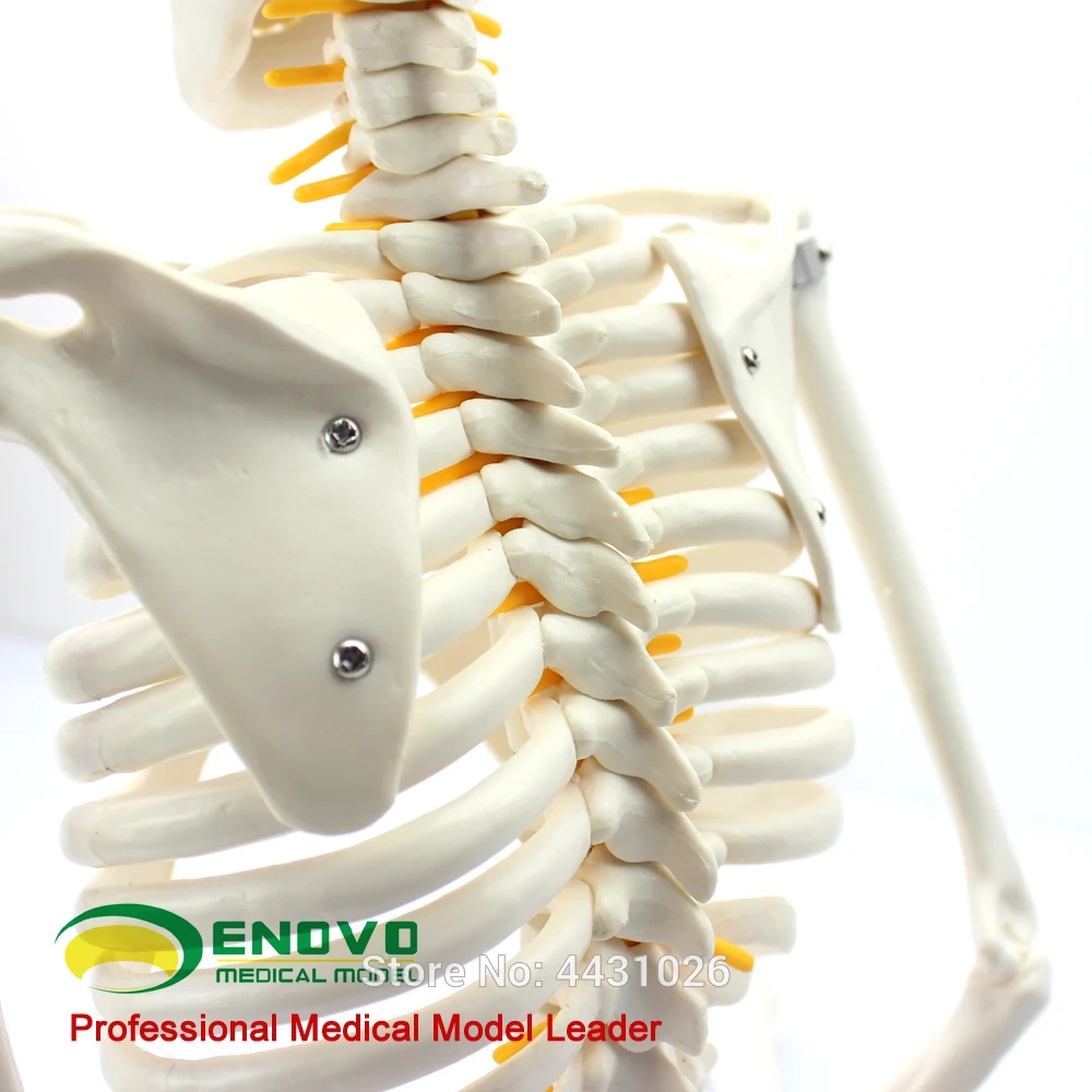 85 см человеческий скелет спинномозговой нерв модель медицина Йога Фитнес Обучение скелет модель EGG202
85 см человеческий скелет спинномозговой нерв модель медицина Йога Фитнес Обучение скелет модель EGG202