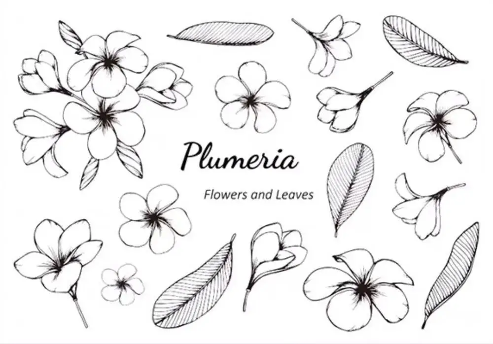 plumeria flowers Clear Stamp Or stamp for DIY Scrapbooking/Card Making/Kids Fun Decoration Supplies A787
plumeria flowers Clear Stamp Or stamp for DIY Scrapbooking/Card Making/Kids Fun Decoration Supplies A787