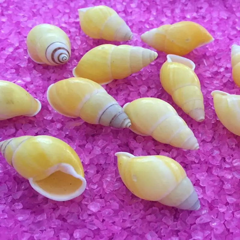 3-4cm natural cspecimens screw shell conch decorationcollection shell gold mini shells seashells mini sea shells snail shell
3-4cm natural cspecimens screw shell conch decorationcollection shell gold mini shells seashells mini sea shells snail shell
