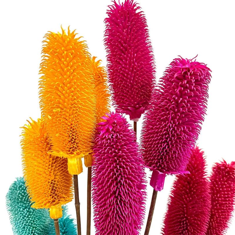 Party Dekoration Dried Flowers 4pcs Dipsacus Sativus Natural Plantas Artificiales Flores Secas DIY Home Decorations Accessories
Party Dekoration Dried Flowers 4pcs Dipsacus Sativus Natural Plantas Artificiales Flores Secas DIY Home Decorations Accessories