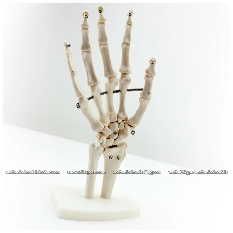 12349/суставы рук анатомические экстракты модель человека/CMAM|human anatomical models|anatomical