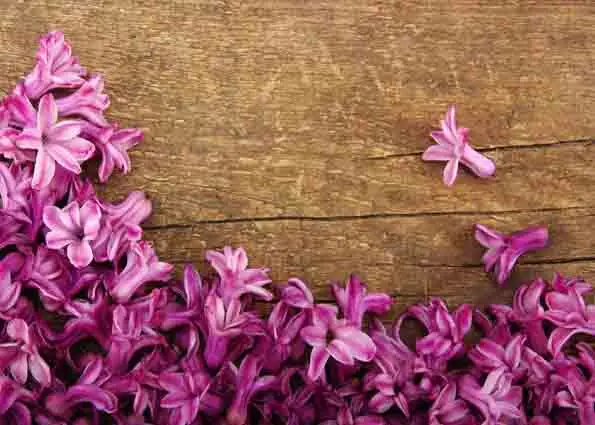 ZHISUXI Vinyl Custom Photography Prop Flower Wood Planks Board theme Photo Studio Background T191009-302266
ZHISUXI Vinyl Custom Photography Prop Flower Wood Planks Board theme Photo Studio Background T191009-302266