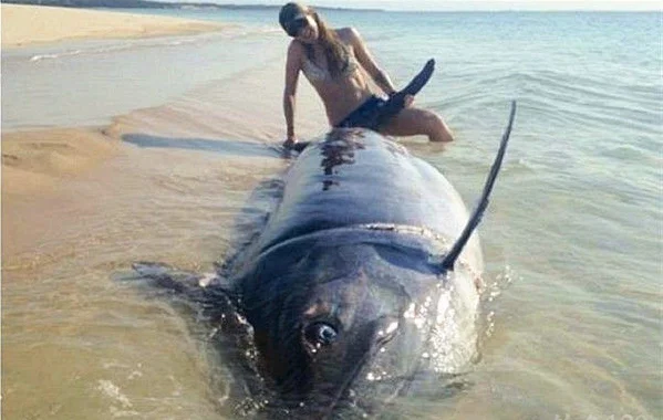 Спиннинговая катушка SHIMANO CATANA, металлическая катушка для спиннинга, 100%, 1000, 2500HG, C3000, C3000HG, 2500, 4000HG, Спиннинг для дальнего заброса, 4000 оригинал
Спиннинговая катушка SHIMANO CATANA, металлическая катушка для спиннинга, 100%, 1000, 2500HG, C3000, C3000HG, 2500, 4000HG, Спиннинг для дальнего заброса, 4000 оригинал