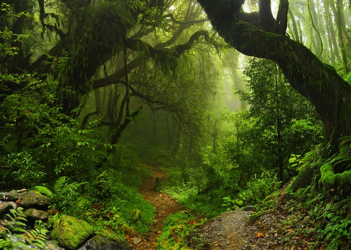 Tropical Rain Forest Green Moss Grass Portrait Photo Backgrounds Customized Photography Backdrops For Photo Studio