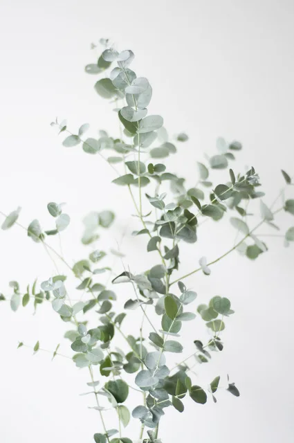 Nordic Eucalyptus Green Leaf Posters and Prints Quote Fresh Wall Pictures For Living Room Wall Art Canvas Painting Home Decor
Nordic Eucalyptus Green Leaf Posters and Prints Quote Fresh Wall Pictures For Living Room Wall Art Canvas Painting Home Decor