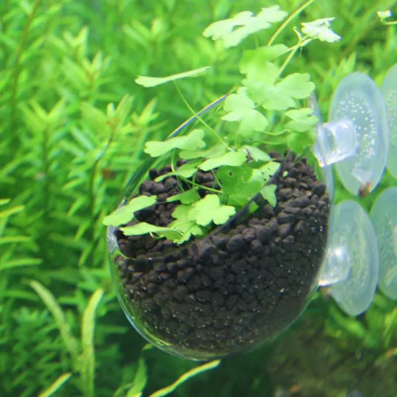 Fish & Aquatic Pet Supplies, Cultivation Cup Aquatic Plant Cup Pot with Suction Cups for Fish Tank Aquarium
Fish & Aquatic Pet Supplies, Cultivation Cup Aquatic Plant Cup Pot with Suction Cups for Fish Tank Aquarium