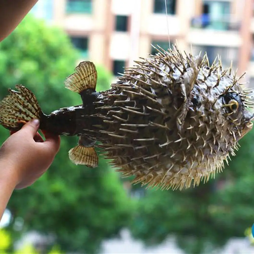 Mediterranean Porcupine Porcupine Specimens Home Decorations Marine Souvenirs Jewelry Gifts D2y8
Mediterranean Porcupine Porcupine Specimens Home Decorations Marine Souvenirs Jewelry Gifts D2y8