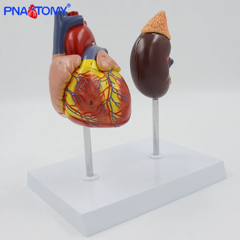 Human Heart and Kidney Model Circulation System Anatomical Model Detachable Heart Anatomy Medical Tool Educational Equipment
Human Heart and Kidney Model Circulation System Anatomical Model Detachable Heart Anatomy Medical Tool Educational Equipment
