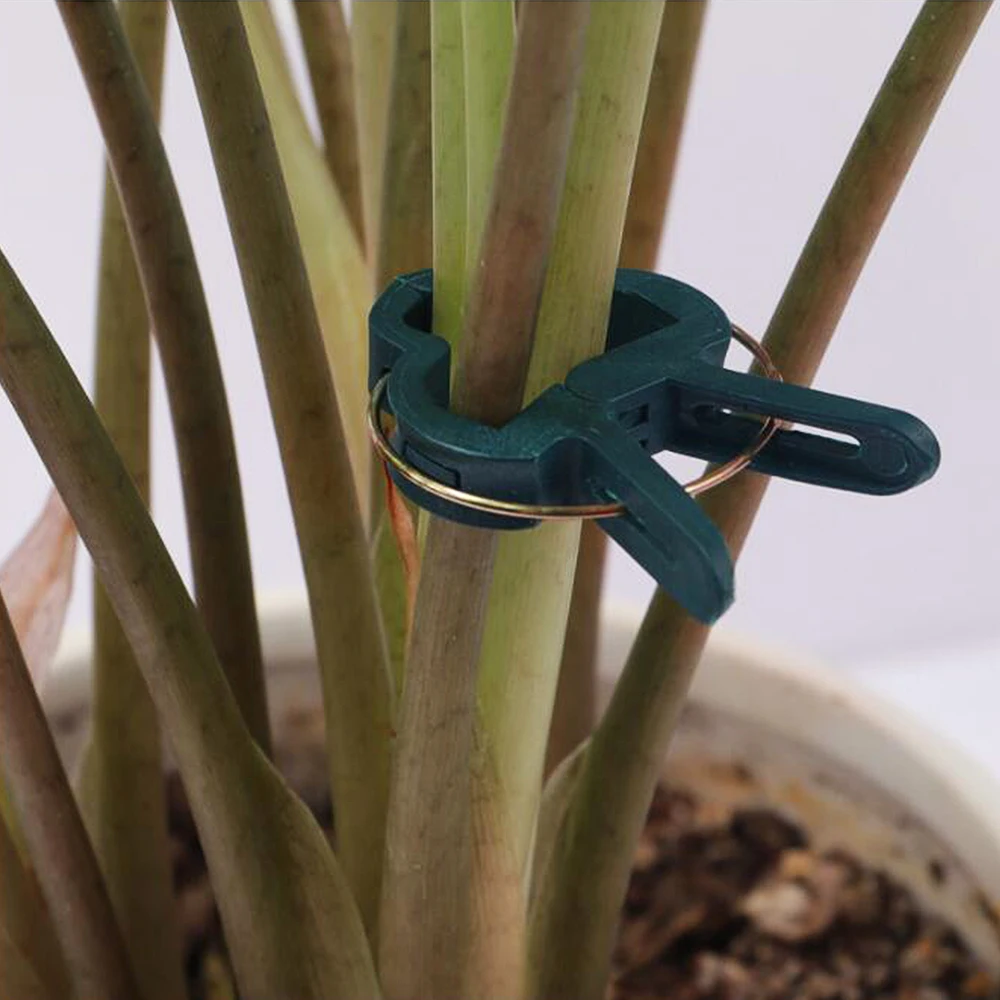 20Pcs Reusable Garden Plant High-Quality Fixed Clip Vine Grape Vegetable Flower Clip Greenhouse Bracket Connector Clip
20Pcs Reusable Garden Plant High-Quality Fixed Clip Vine Grape Vegetable Flower Clip Greenhouse Bracket Connector Clip