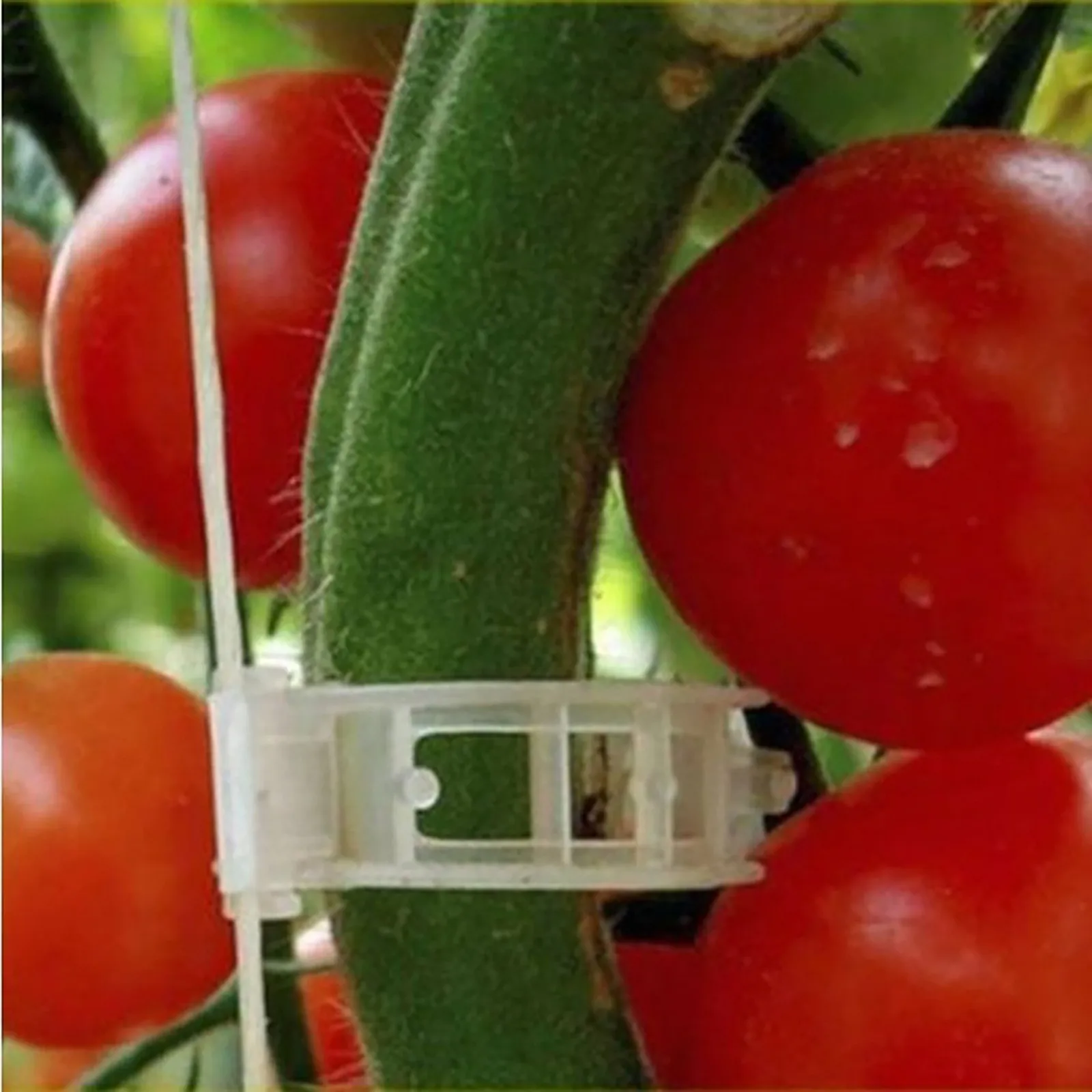 50PCS Durable 30mm Plastic Plant Support Clips For Types Plants Hanging Vine Garden Greenhouse Vegetables Garden Ornament
50PCS Durable 30mm Plastic Plant Support Clips For Types Plants Hanging Vine Garden Greenhouse Vegetables Garden Ornament