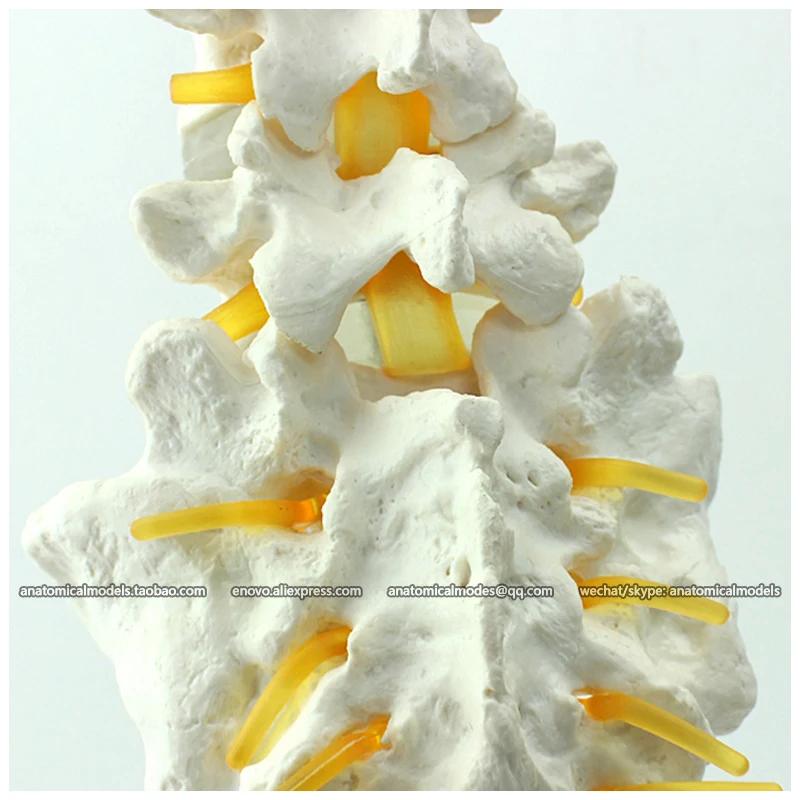 12372 / Human Life Size Classic Spine Model with Stand , Medical Science Educational Teaching Anatomical Models
12372 / Human Life Size Classic Spine Model with Stand , Medical Science Educational Teaching Anatomical Models