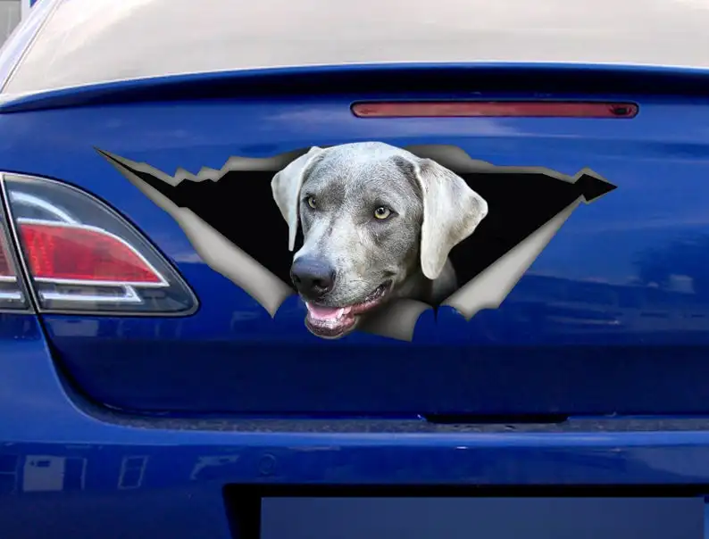 2021 Silver Labrador Decal, Labrador magnet, silver lab sticker, dog decal, Laptop Decal
2021 Silver Labrador Decal, Labrador magnet, silver lab sticker, dog decal, Laptop Decal