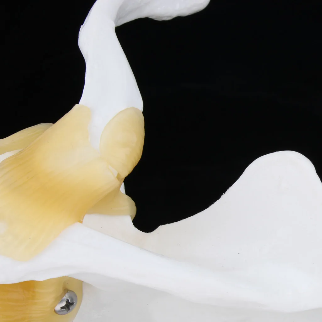 1:1 Life Size Functional Human Shoulder Joint Ligament Model for anatomical study
1:1 Life Size Functional Human Shoulder Joint Ligament Model for anatomical study