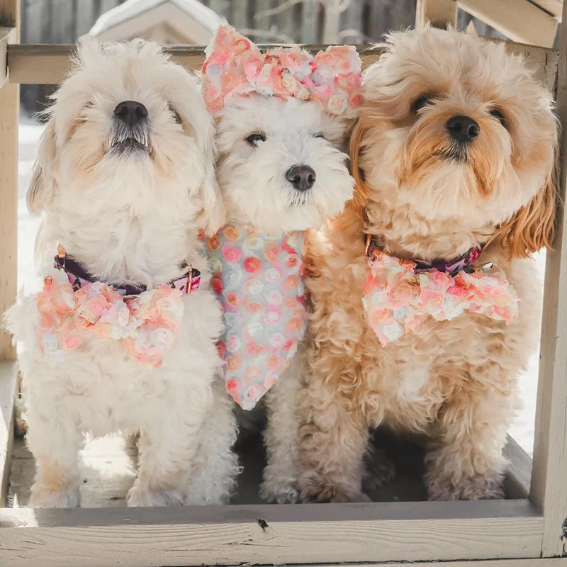 Pet Romantic Flower Hairpin Bow Hair Accessories Kitten Cat Accessories Dog Hairpin Maltese Hairpin Triangle Set
Pet Romantic Flower Hairpin Bow Hair Accessories Kitten Cat Accessories Dog Hairpin Maltese Hairpin Triangle Set