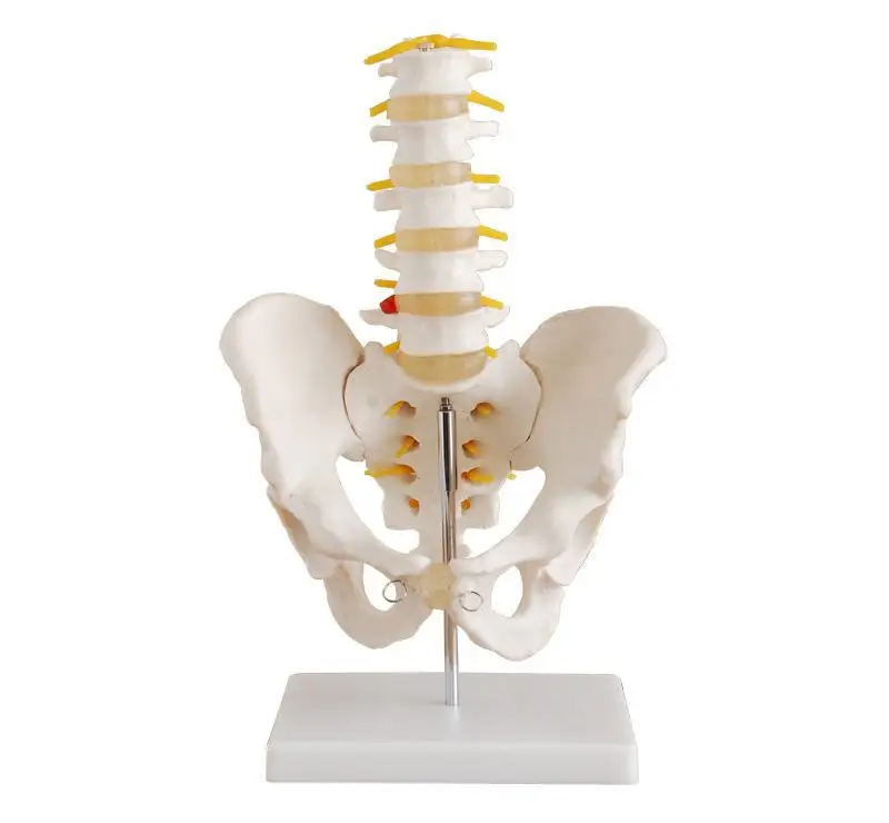 Anatomical model of human pseudo pelvic belt with five vertebrae (NATURAL large)
Anatomical model of human pseudo pelvic belt with five vertebrae (NATURAL large)
