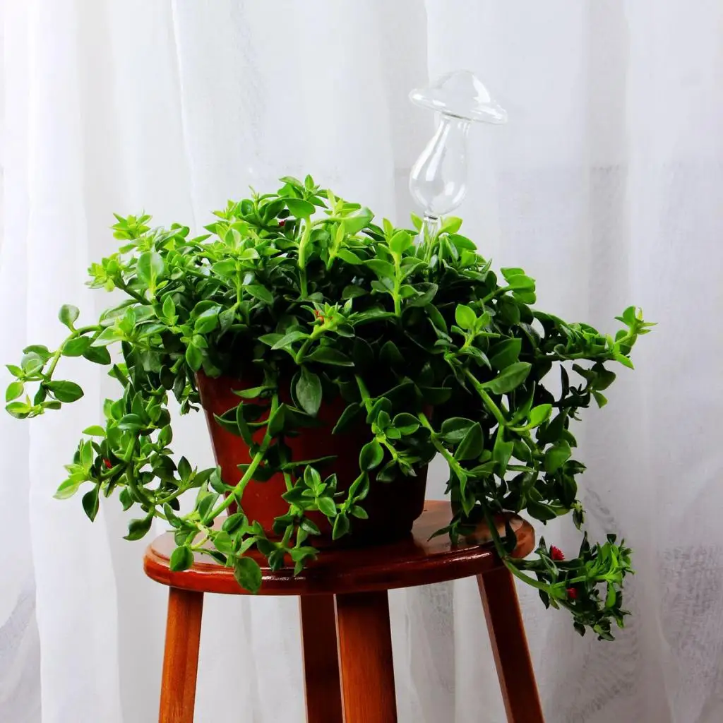 Mushroom Shape Plant Watering Bulbs, Automatic Self-Watering Globes Plastic Balls Garden Water Device Watering Bulbs for Plant
Mushroom Shape Plant Watering Bulbs, Automatic Self-Watering Globes Plastic Balls Garden Water Device Watering Bulbs for Plant