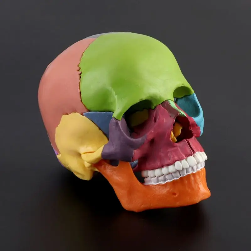 15pcs/set 4D Disassembled Color Skull Anatomical Model Detachable Medical Teaching Tool
15pcs/set 4D Disassembled Color Skull Anatomical Model Detachable Medical Teaching Tool