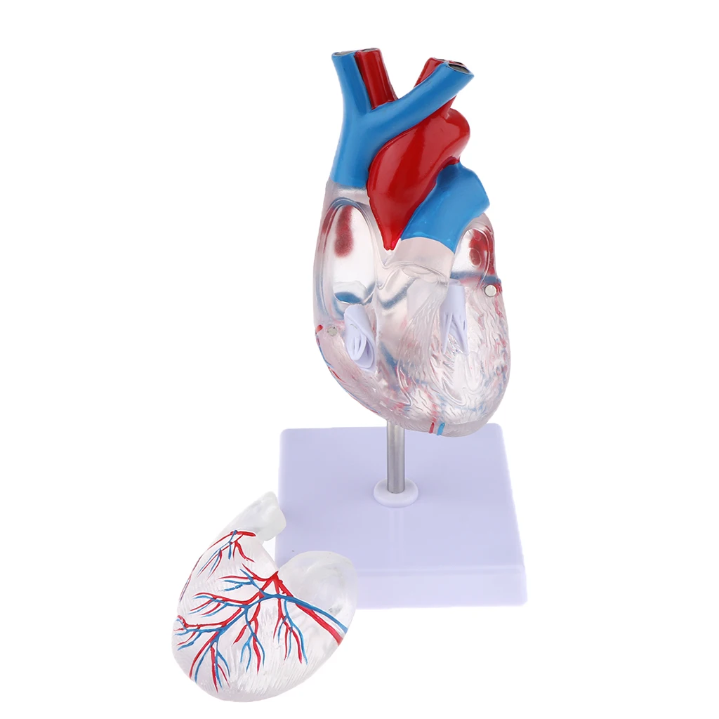 1:1 Life Size Human Heart Anatomical Model Premium PVC Clear Educational Human Heart Anatomical Model with Base for School
1:1 Life Size Human Heart Anatomical Model Premium PVC Clear Educational Human Heart Anatomical Model with Base for School