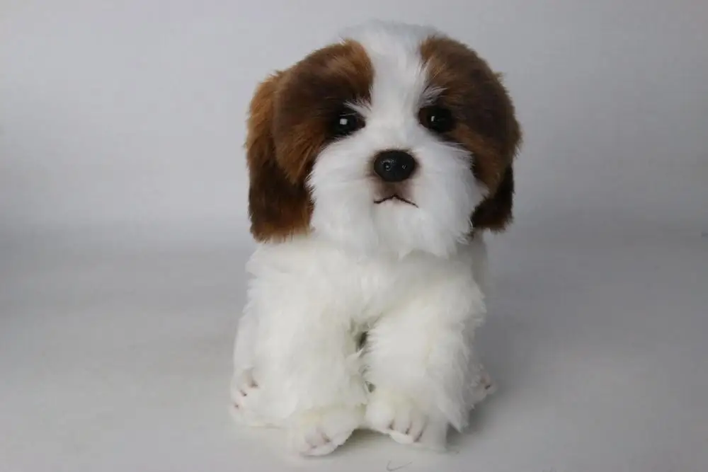 simulation Pekingese plush toy about 25cm dog soft doll kids toy Christmas gift w2881
simulation Pekingese plush toy about 25cm dog soft doll kids toy Christmas gift w2881