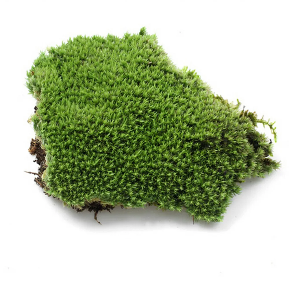 Plastic DIY Fake Moss Miniature Garden Ornament Craft Fairy Artificial Lawn Grass for Wedding Xmas Party Decoration
Plastic DIY Fake Moss Miniature Garden Ornament Craft Fairy Artificial Lawn Grass for Wedding Xmas Party Decoration