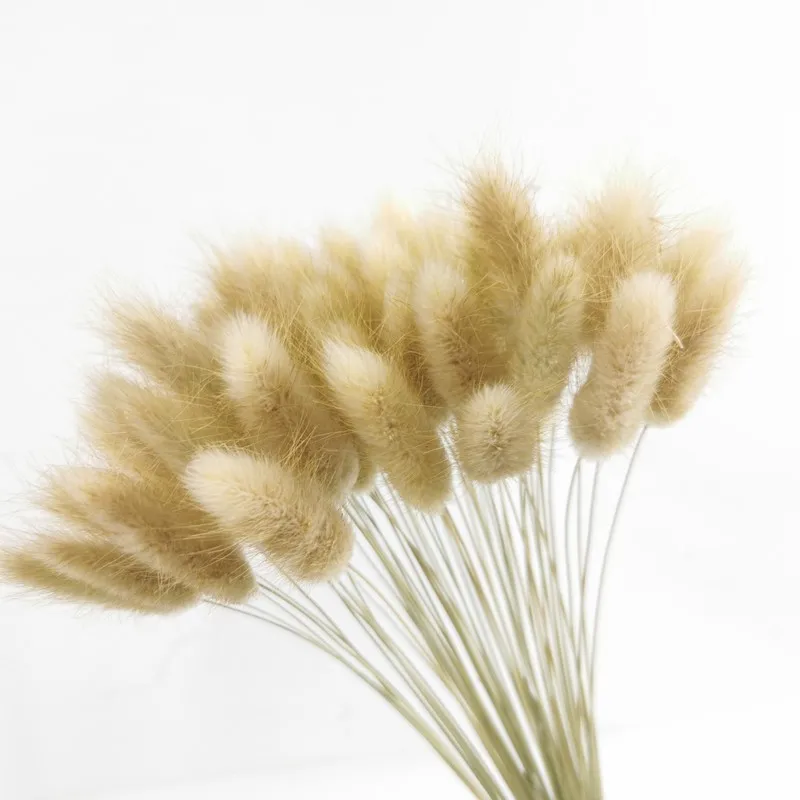 Natural Plants Rabbit Tail Grass Real Flower Immortal Dried Flower Bouquet Gift Home Decoration Art Decoration Shooting Props
Natural Plants Rabbit Tail Grass Real Flower Immortal Dried Flower Bouquet Gift Home Decoration Art Decoration Shooting Props