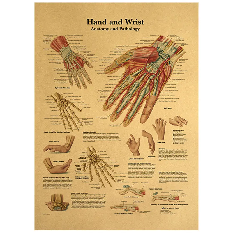 Human Body Part Hand and Wrist Detailed Explanation Picture-Kraft Paper Retro Poster Classroom Museum Decor Painting WallSticker
Human Body Part Hand and Wrist Detailed Explanation Picture-Kraft Paper Retro Poster Classroom Museum Decor Painting WallSticker