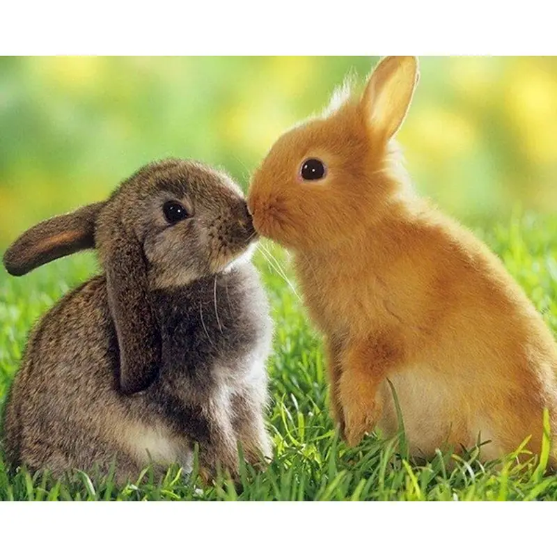 5D DIY Full Square Round Drill Diamond Painting Rabbit Diamond Embroidery Animal Cross Stitch Kit Rhinestone Art Home Decor Gift 
5D DIY Full Square Round Drill Diamond Painting Rabbit Diamond Embroidery Animal Cross Stitch Kit Rhinestone Art Home Decor Gift