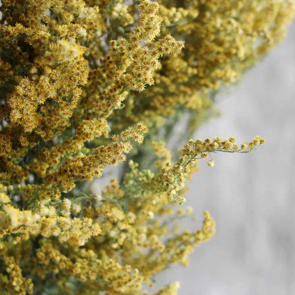 Natural Dried Flowers Golden Ball Acorn Pine Wheat Cotton Decor Photography Wed Floral Christmas Arrangement Decor Home Ornament
Natural Dried Flowers Golden Ball Acorn Pine Wheat Cotton Decor Photography Wed Floral Christmas Arrangement Decor Home Ornament