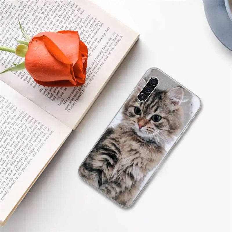 Cute animal cat Phone Cases For Samsung A S M Note 9 10 20 fe 21 71 30 ultra plus 5g 11 31 51 s
Cute animal cat Phone Cases For Samsung A S M Note 9 10 20 fe 21 71 30 ultra plus 5g 11 31 51 s