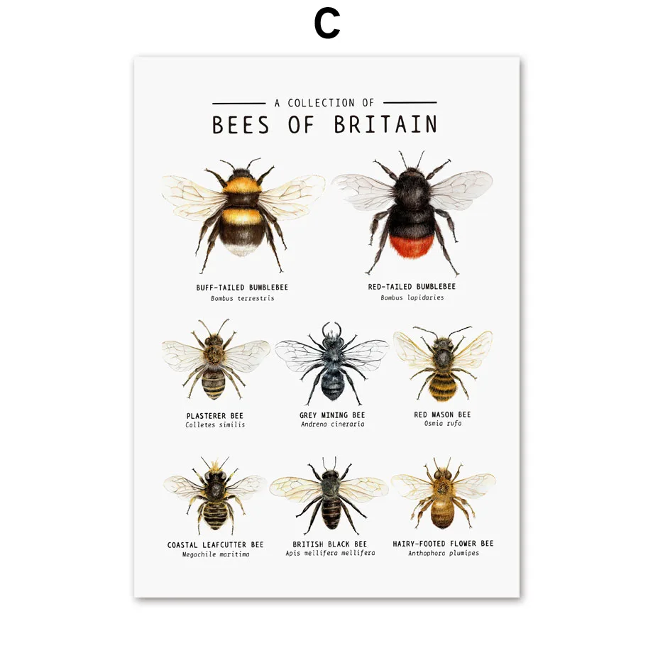 Bees Of The World Illustration Nordic Posters And Prints Insect Art Canvas Painting Wall Pictures For Living Room Home Decor
Bees Of The World Illustration Nordic Posters And Prints Insect Art Canvas Painting Wall Pictures For Living Room Home Decor