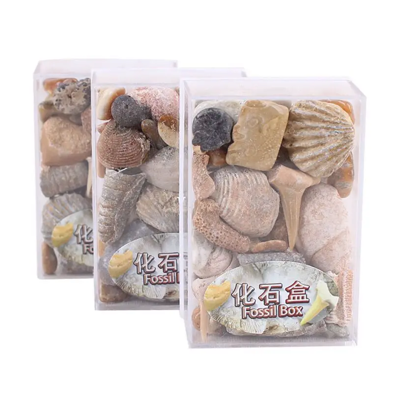 Sporadic 1 Box Mixed Fossil Ore Specimens Science Mineral Rock Museum Teaching Gravel Specimen Materials Natural Raw Stone
Sporadic 1 Box Mixed Fossil Ore Specimens Science Mineral Rock Museum Teaching Gravel Specimen Materials Natural Raw Stone