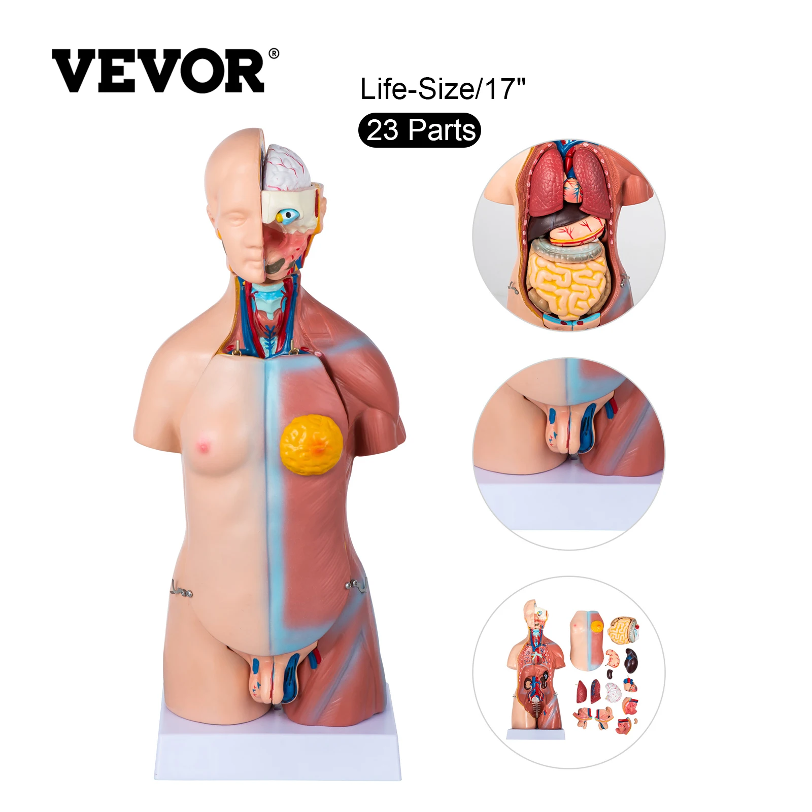 VEVOR 45CM Human Skeleton Anatomy Model Unisex 23 Body Parts Torso for Medical Sciences Teaching Resources Educational Equipment
VEVOR 45CM Human Skeleton Anatomy Model Unisex 23 Body Parts Torso for Medical Sciences Teaching Resources Educational Equipment