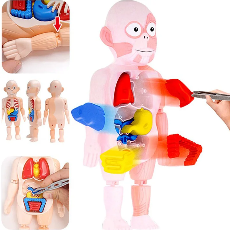 Montessori 3d puzzle Human Body Anatomy Toy 3D Puzzle Human Body Organ Medical Teaching Tools Educational DIY Assembled Toys 
Montessori 3d puzzle Human Body Anatomy Toy 3D Puzzle Human Body Organ Medical Teaching Tools Educational DIY Assembled Toys