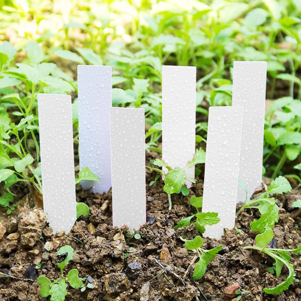 100 Pcs Label Inserting Ground Card Inserting Used Plants Saplings Plastic Labels Sorting Accessories For Garden Plant Tools
100 Pcs Label Inserting Ground Card Inserting Used Plants Saplings Plastic Labels Sorting Accessories For Garden Plant Tools