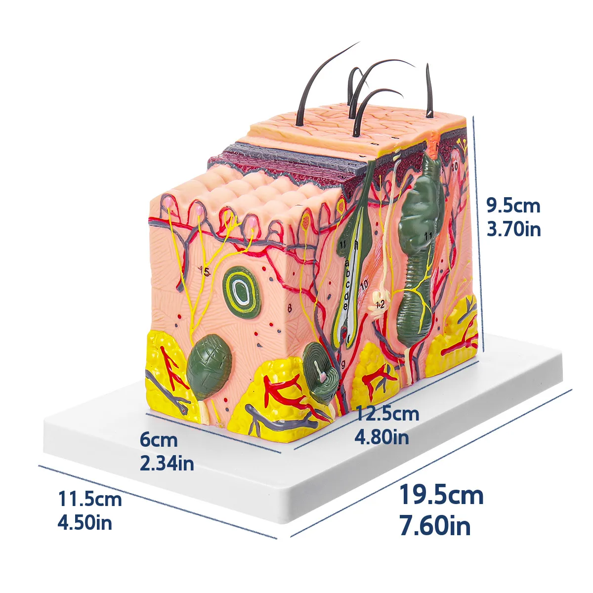 35 Times Magnified 3D Human skin model Block enlarged Plastic hair Layer structure Anatomical Anatomy Medical Teaching Tool
35 Times Magnified 3D Human skin model Block enlarged Plastic hair Layer structure Anatomical Anatomy Medical Teaching Tool