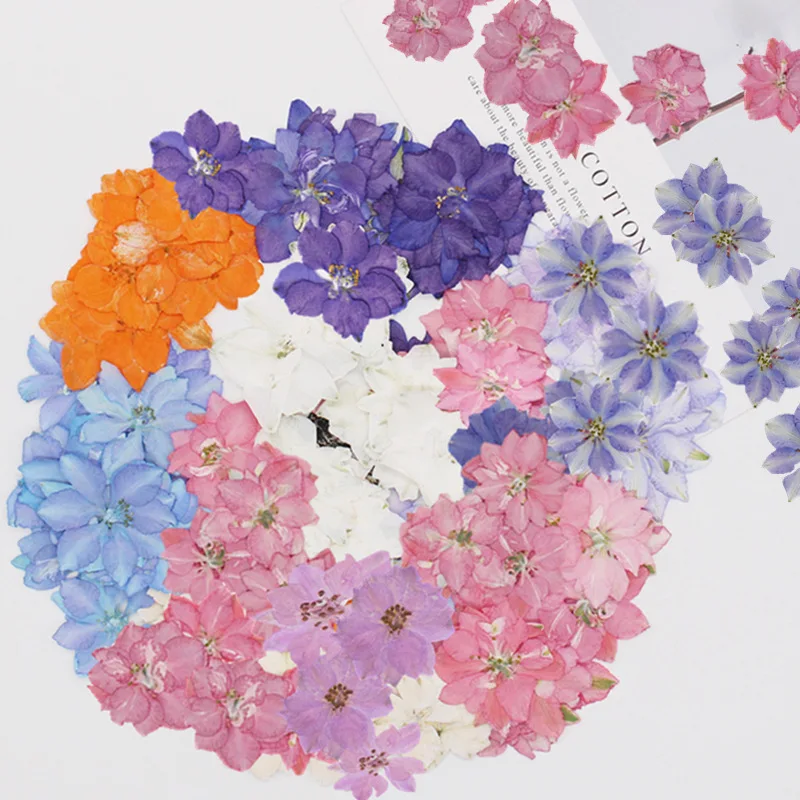 60pcs 2-4cm Pressed Dried Consolida Ajacis Flower Plant Herbarium For Jewelry Postcard Invitation Card Phone Case Bookmark DIY
60pcs 2-4cm Pressed Dried Consolida Ajacis Flower Plant Herbarium For Jewelry Postcard Invitation Card Phone Case Bookmark DIY