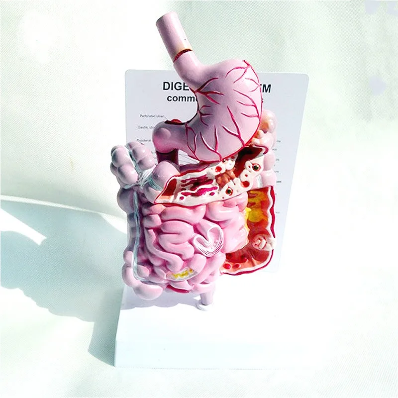 human digestive system Anatomical model colorectal, duodenal, viscera and stomach Anatomical structure model
human digestive system Anatomical model colorectal, duodenal, viscera and stomach Anatomical structure model