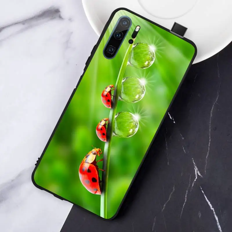 Coccinella daisy animal Phone Case For Huawei honor Mate P 10 20 30 40 i 9 8 pro x Lite smart 2019 nova 5t
Coccinella daisy animal Phone Case For Huawei honor Mate P 10 20 30 40 i 9 8 pro x Lite smart 2019 nova 5t
