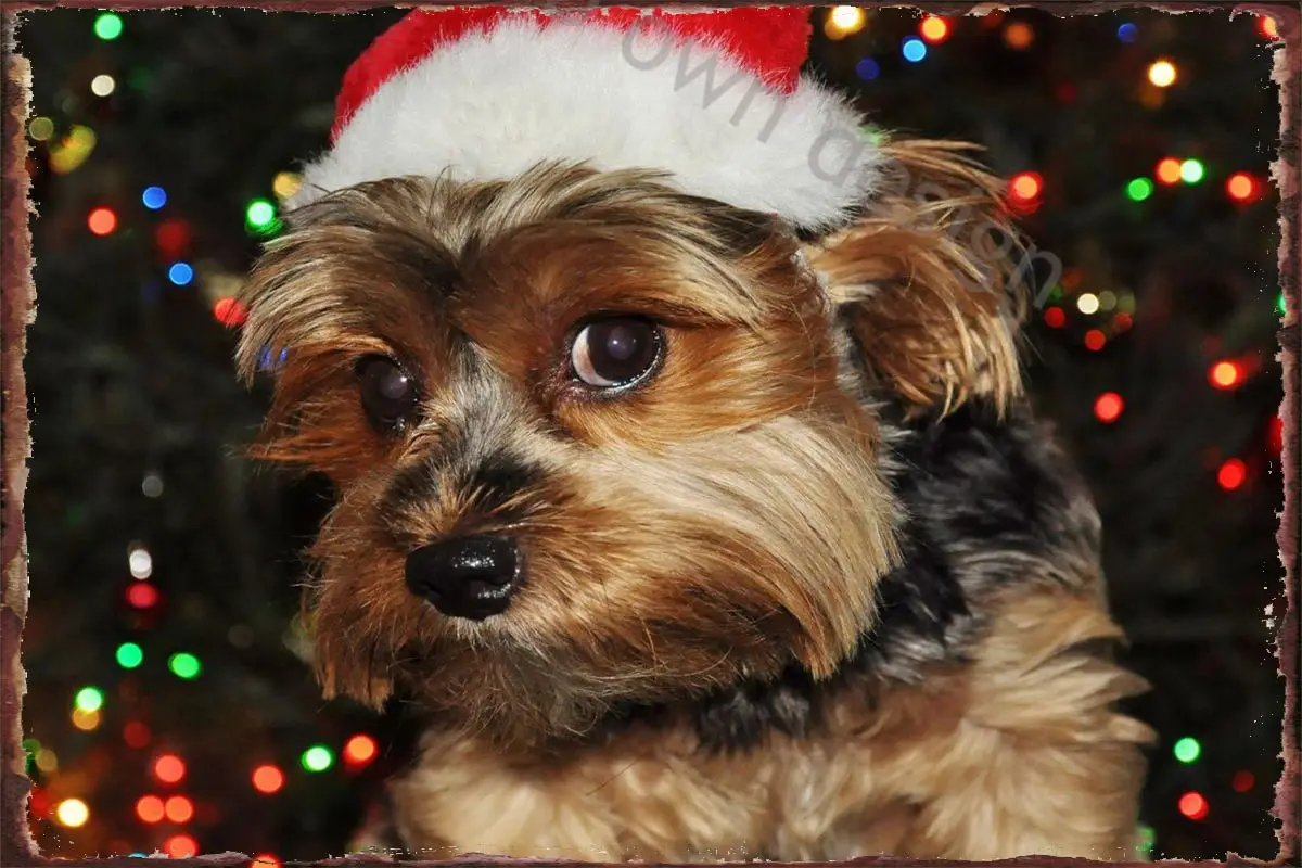 Милый Йоркширский терьер, Настенный декор, Ретро винтажный металлический знак, жестяные таблички для художественного клуба, мужская пещера...
Милый Йоркширский терьер, Настенный декор, Ретро винтажный металлический знак, жестяные таблички для художественного клуба, мужская пещера...