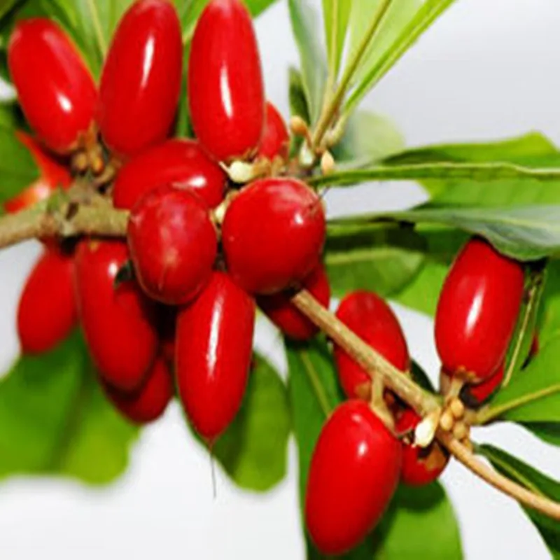 50g-1000g 100% Pure Miracle Fruit extract,Mystical Fruit,Fruit of Dream,Synsepalum Dulcificum,Shen Mi Guo, Free Shipping
50g-1000g 100% Pure Miracle Fruit extract,Mystical Fruit,Fruit of Dream,Synsepalum Dulcificum,Shen Mi Guo, Free Shipping