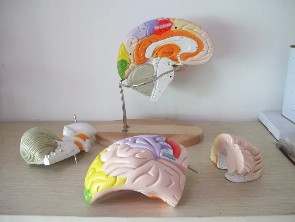 2X Enlarged Version of Human Cerebrum Nerve Anatomy Brain Model Human Ventricular Function Distinction Model Assembled Brain
2X Enlarged Version of Human Cerebrum Nerve Anatomy Brain Model Human Ventricular Function Distinction Model Assembled Brain