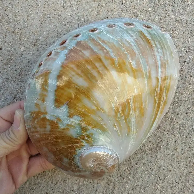 14-15CM CONCH SHELLS AND COLORFUL OVERSIZED POLISHED ABALONE SHELL ORNAMENTS HOME DECO
14-15CM CONCH SHELLS AND COLORFUL OVERSIZED POLISHED ABALONE SHELL ORNAMENTS HOME DECO