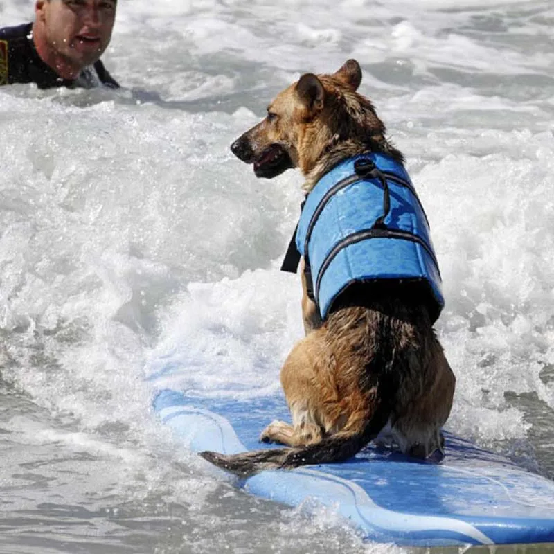 Спасательный жилет для собак летняя защитная одежда домашних животных купальный