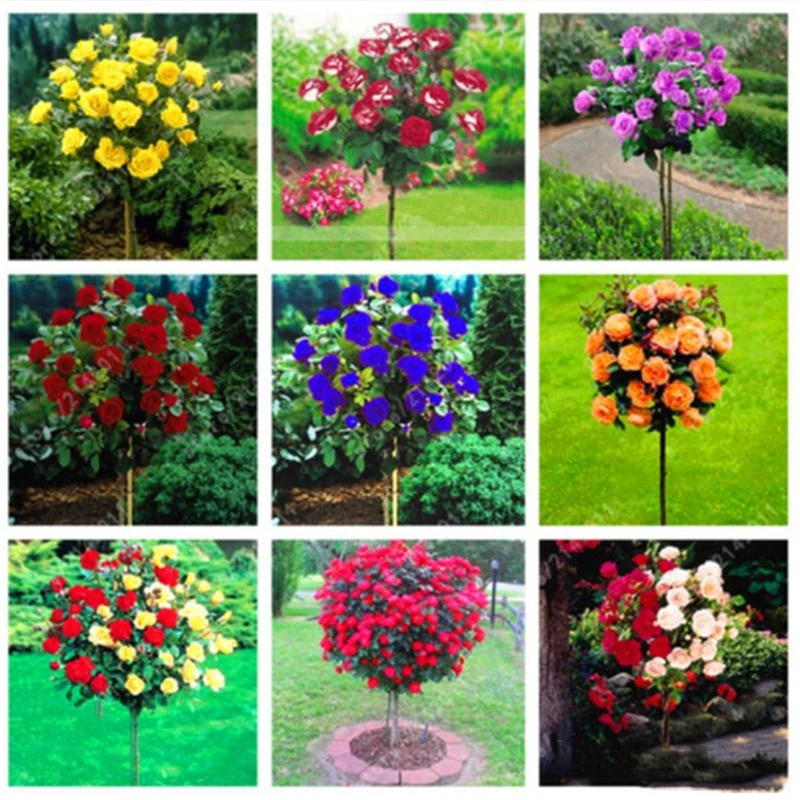 50Pcs Plant Fragrant Rose Tree Seeds Garden Bathroom Cabinet Colorful Rose Flower Wood Home Furniture X7G-D
50Pcs Plant Fragrant Rose Tree Seeds Garden Bathroom Cabinet Colorful Rose Flower Wood Home Furniture X7G-D