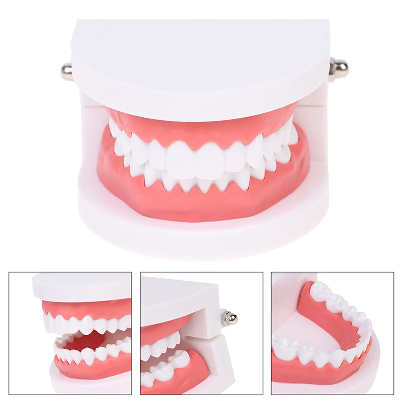 

Стандартная модель для обучения стоматологии, обучающая модель для конструкции стоматологических протезов полости рта, обучающий демонст...