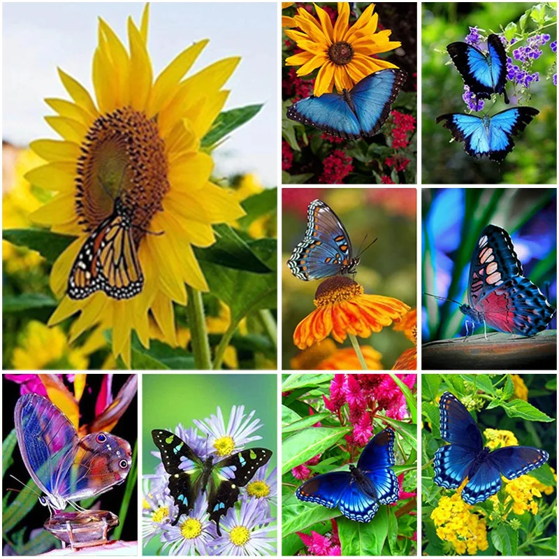 Full Square 5D Diamond Painting Butterfly Flower Mosaic Diamond Embroidery Animal Picture Of Rhinestone Scenery Home Decoration
Full Square 5D Diamond Painting Butterfly Flower Mosaic Diamond Embroidery Animal Picture Of Rhinestone Scenery Home Decoration