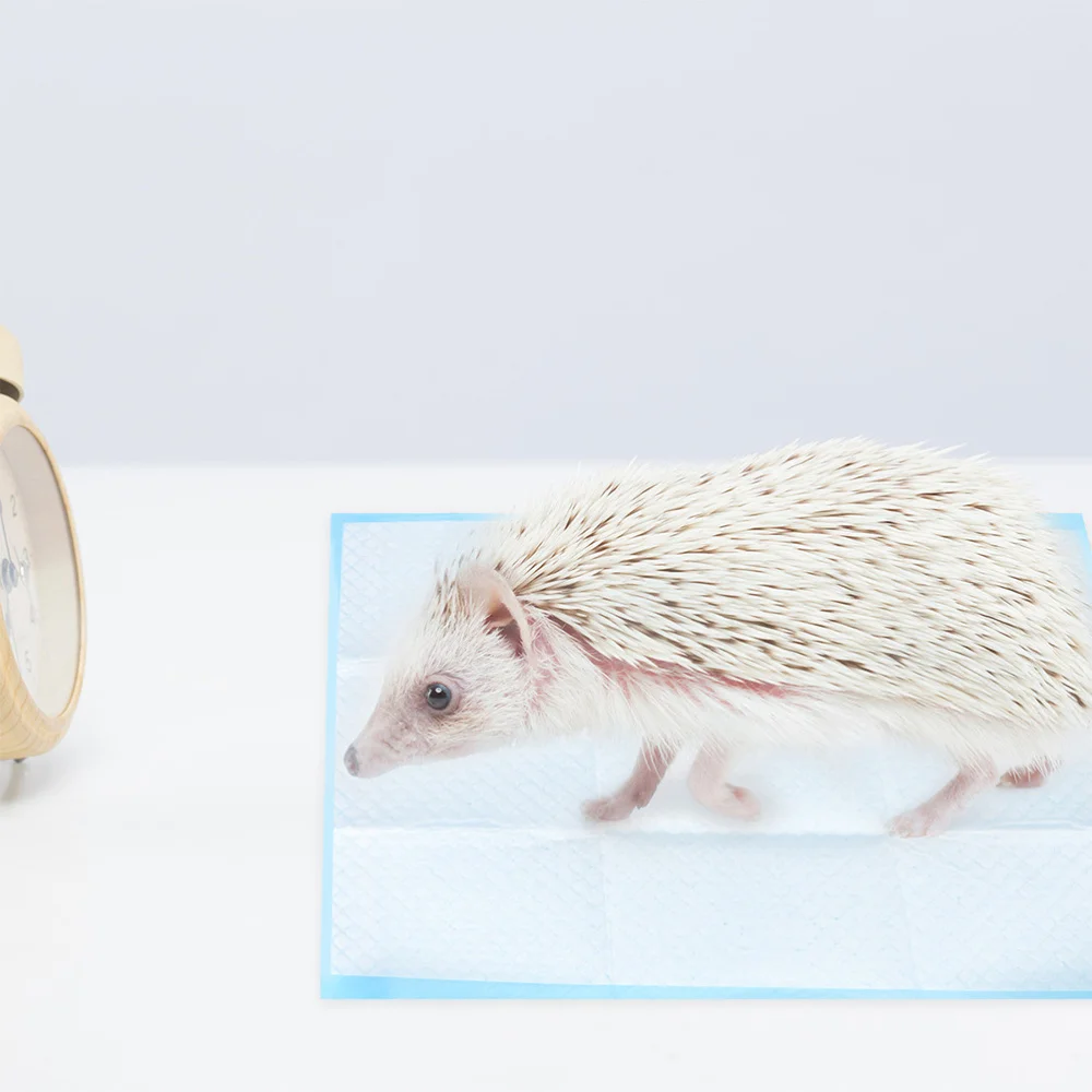 100 Sheets of Useful Pet Pee Pads Quick Absorbent Pee Mats Practical Pet Diapers
100 Sheets of Useful Pet Pee Pads Quick Absorbent Pee Mats Practical Pet Diapers