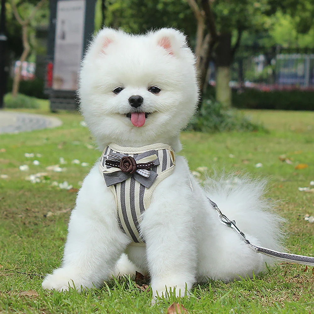 2021 new pet chest harness breathable striped dog leash adjustable small dog rope pet supplies dog fashion leash comfortable
2021 new pet chest harness breathable striped dog leash adjustable small dog rope pet supplies dog fashion leash comfortable