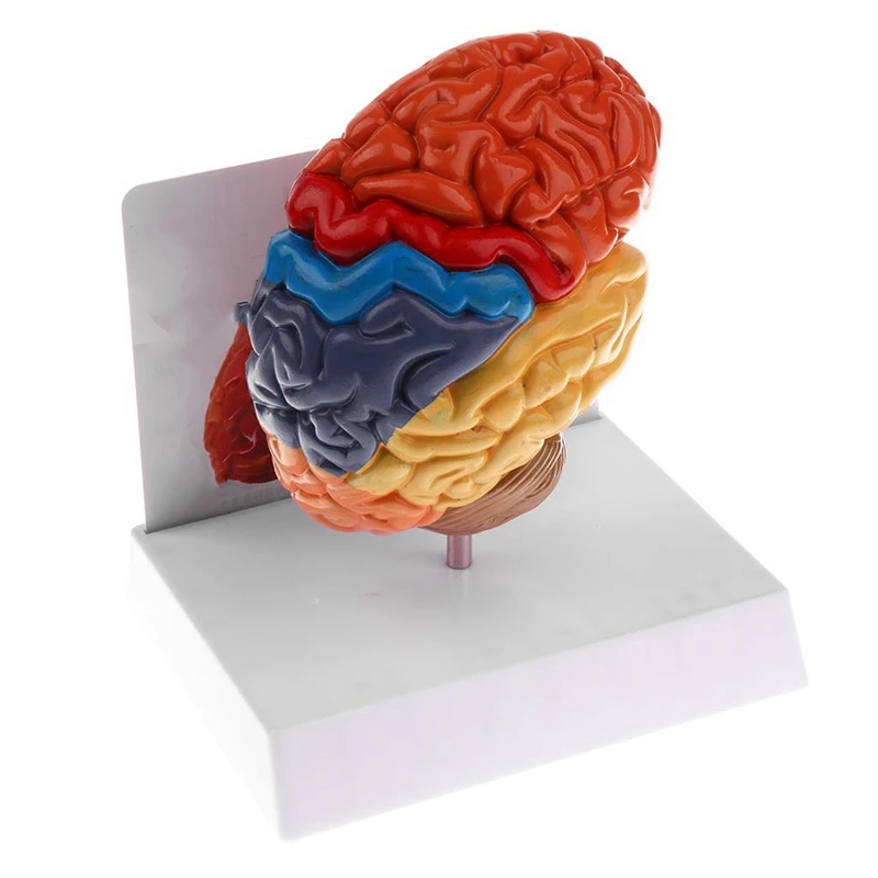 Cerebral Anatomical Model Anatomy 1:1 Half Brain Brainstem Teaching Lab Supplies
Cerebral Anatomical Model Anatomy 1:1 Half Brain Brainstem Teaching Lab Supplies